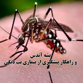 راهکار پیشگیری از بیماری تب دنگی