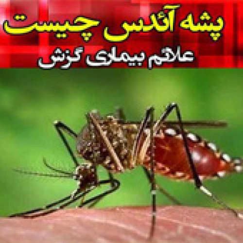 راه های مقابله با پشه آئدس